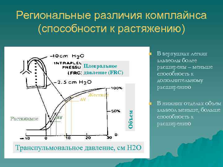 Региональные различия комплайнса (способности к растяжению) n В верхушках легких альвеолы более расширены –