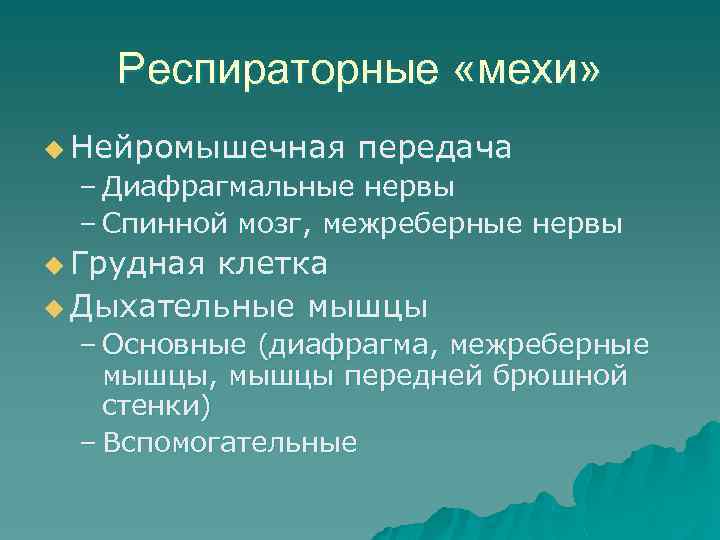 Респираторные «мехи» u Нейромышечная передача – Диафрагмальные нервы – Спинной мозг, межреберные нервы u