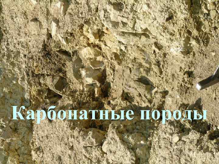 Карбонатные породы 