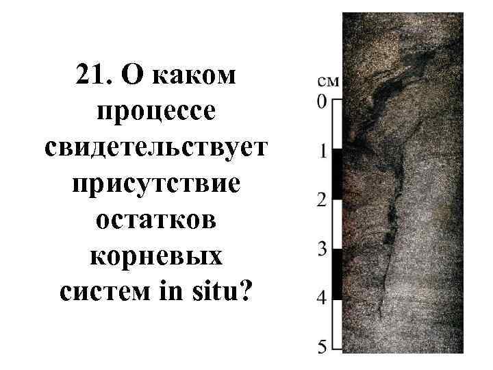 21. О каком процессе свидетельствует присутствие остатков корневых систем in situ? 