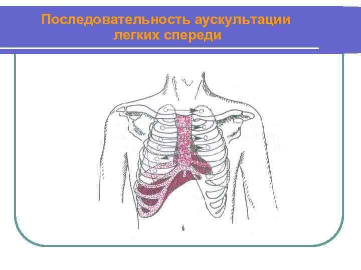 Последовательность аускультации легких спереди 