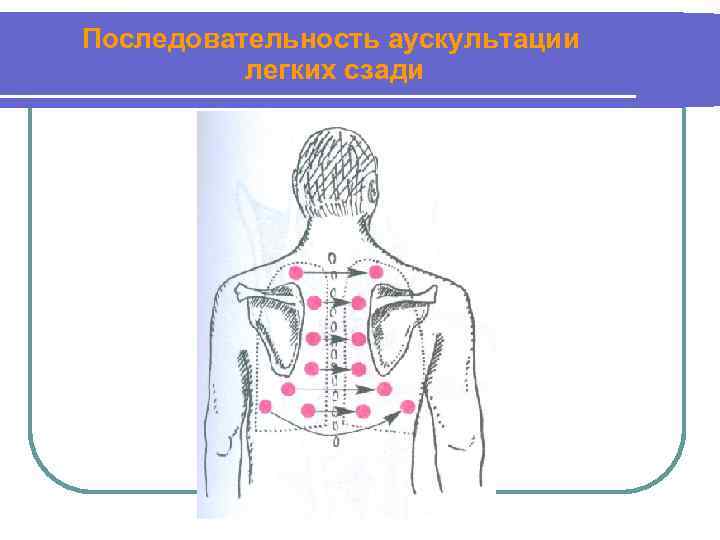 Последовательность аускультации легких сзади 
