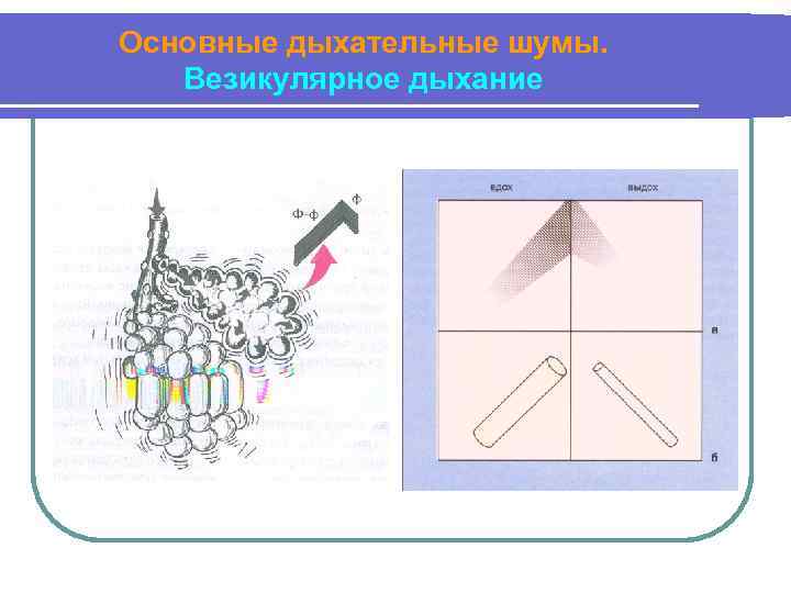 Основные дыхательные шумы. Везикулярное дыхание 