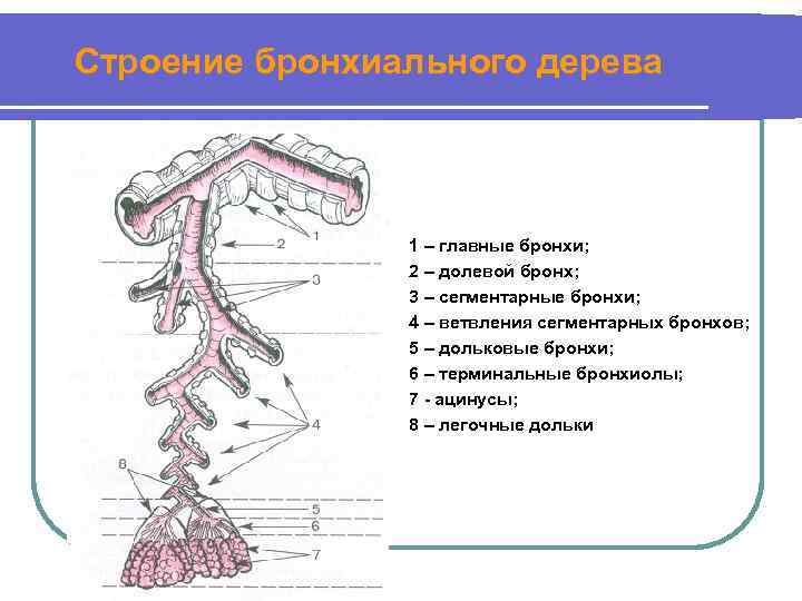 Бронхи 1 3. Деление бронхов схема. Ветвление бронхиального дерева и ацинус. Бронхиальное дерево анатомия. Элементы бронхиального дерева.