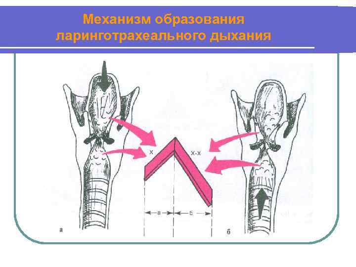 Механизм образования ларинготрахеального дыхания 