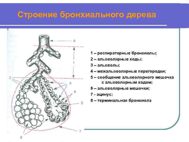 Бронхиолы это. Бронхи бронхиолы альвеолы гистология. Строение бронхиального и альвеолярного дерева. Строение бронхиального дерева и альвеолярного дерева. Бронхиальное дерево и ацинус.