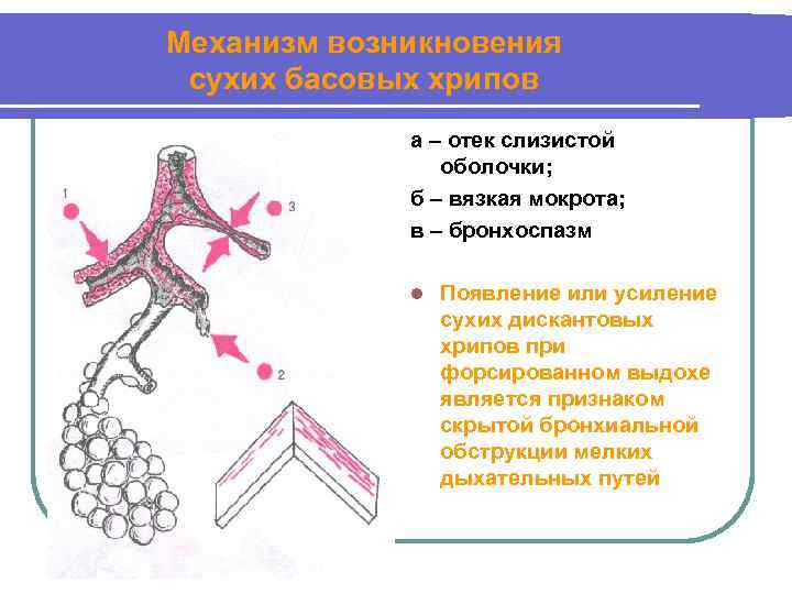 Основная функция альвеол