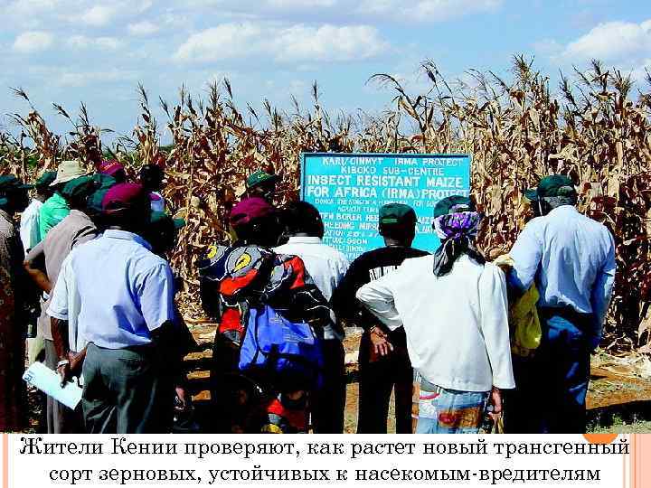 Жители Кении проверяют, как растет новый трансгенный сорт зерновых, устойчивых к насекомым-вредителям 
