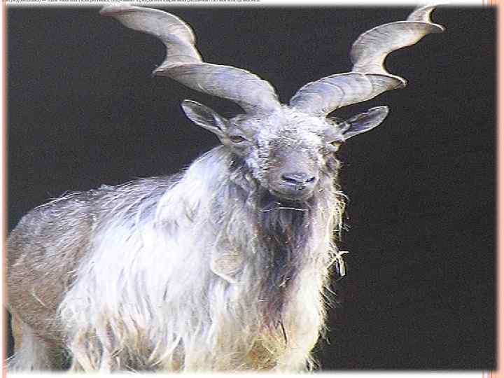 Гибрид (биология) — особь животного или растения, полученная в результате спаривания различных по генетике