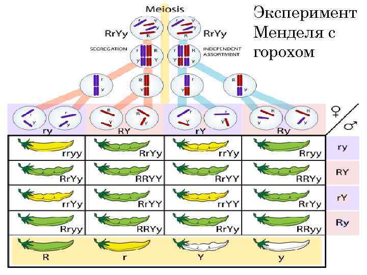 Эксперимент Менделя с горохом 