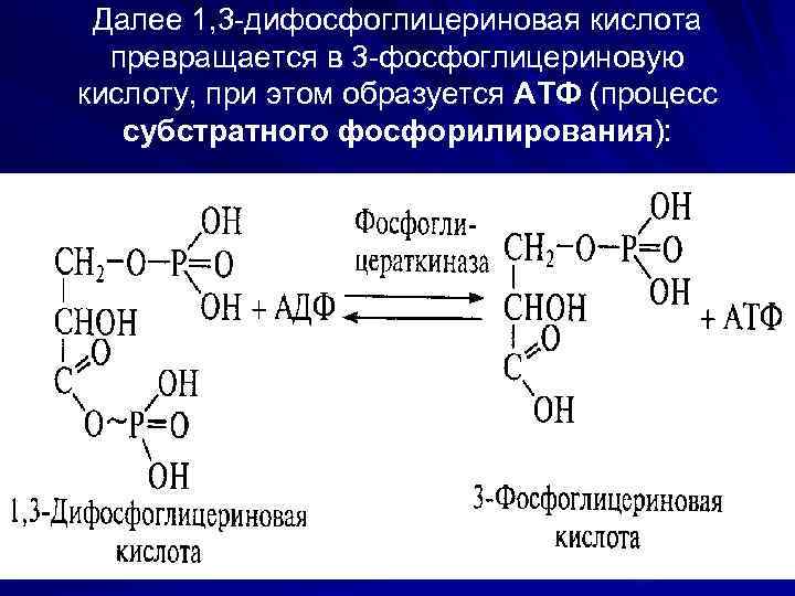 Далее 1, 3 -дифосфоглицериновая кислота превращается в 3 -фосфоглицериновую кислоту, при этом образуется АТФ