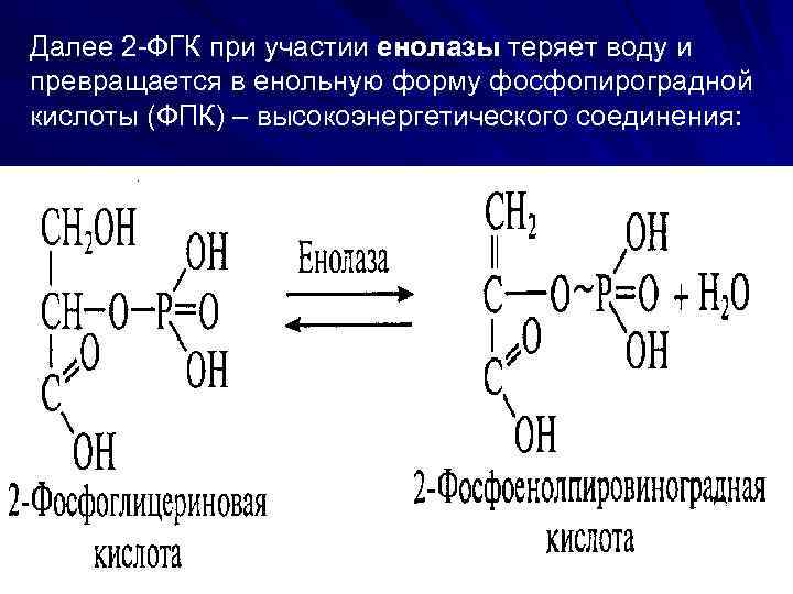 Далее 2 -ФГК при участии енолазы теряет воду и превращается в енольную форму фосфопироградной
