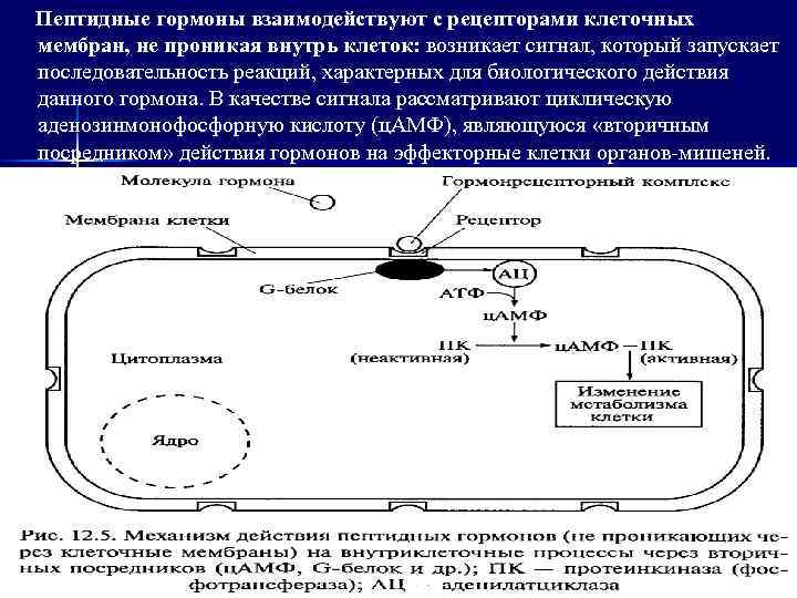 Механизм действия гормонов на клетку. Взаимодействие гормона с мембранным рецептором. Механизм действия пептидных гормонов.