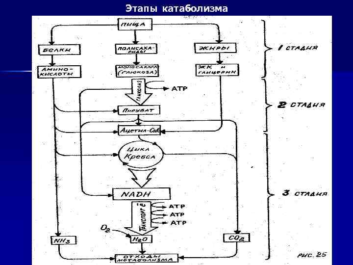 Этапы катаболизма 