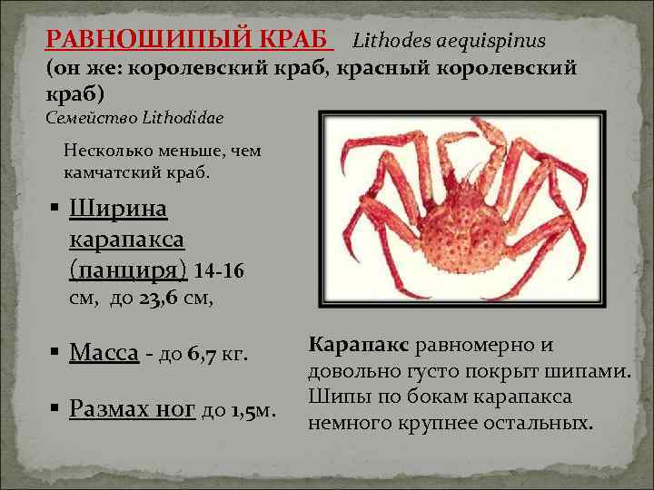 РАВНОШИПЫЙ КРАБ Lithodes aequispinus (он же: королевский краб, красный королевский краб) Семейство Lithodidae Несколько