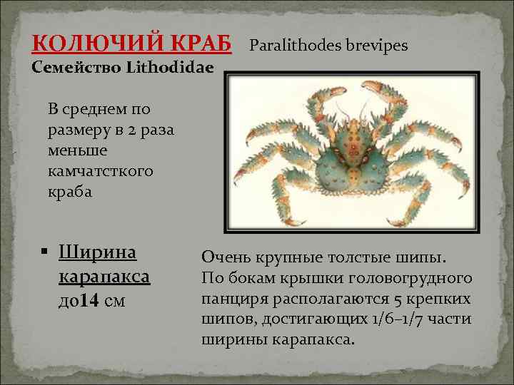 КОЛЮЧИЙ КРАБ Paralithodes brevipes Семейство Lithodidae В среднем по размеру в 2 раза меньше