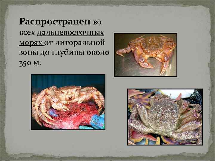 Распространен во всех дальневосточных морях от литоральной зоны до глубины около 350 м. 