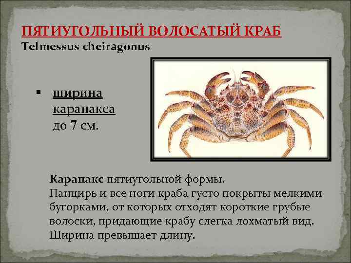 ПЯТИУГОЛЬНЫЙ ВОЛОСАТЫЙ КРАБ Telmessus cheiragonus § ширина карапакса до 7 см. Карапакс пятиугольной формы.