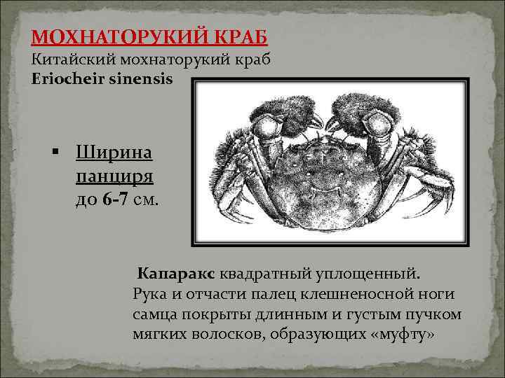 МОХНАТОРУКИЙ КРАБ Китайский мохнаторукий краб Eriocheir sinensis § Ширина панциря до 6 -7 см.