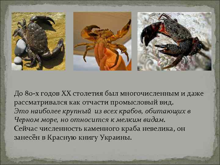 До 80 -х годов XX столетия был многочисленным и даже рассматривался как отчасти промысловый