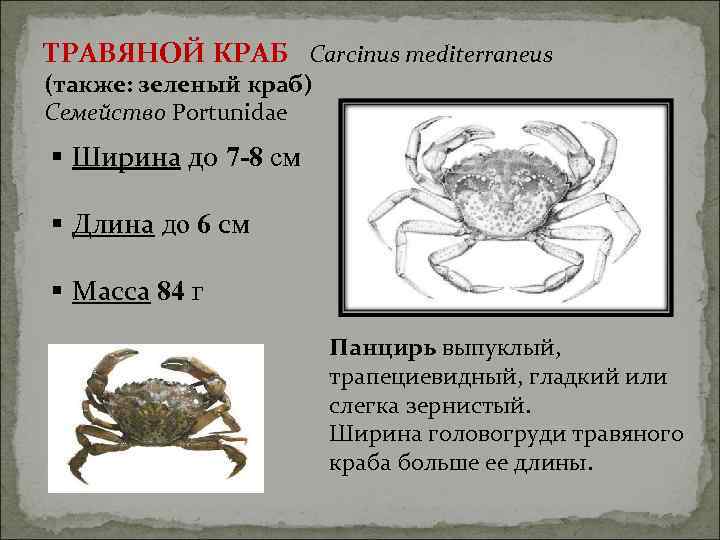 ТРАВЯНОЙ КРАБ Carcinus mediterraneus (также: зеленый краб) Семейство Portunidae § Ширина до 7 -8