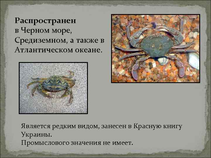 Распространен в Черном море, Средиземном, а также в Атлантическом океане. Является редким видом, занесен