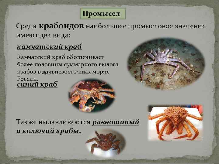 Промысел Среди крабоидов наибольшее промысловое значение имеют два вида: камчатский краб Камчатский краб обеспечивает