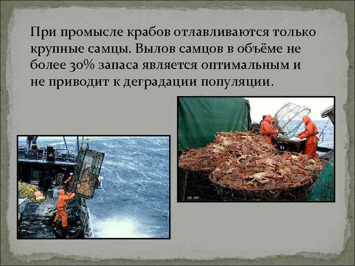 При промысле крабов отлавливаются только крупные самцы. Вылов самцов в объёме не более 30%