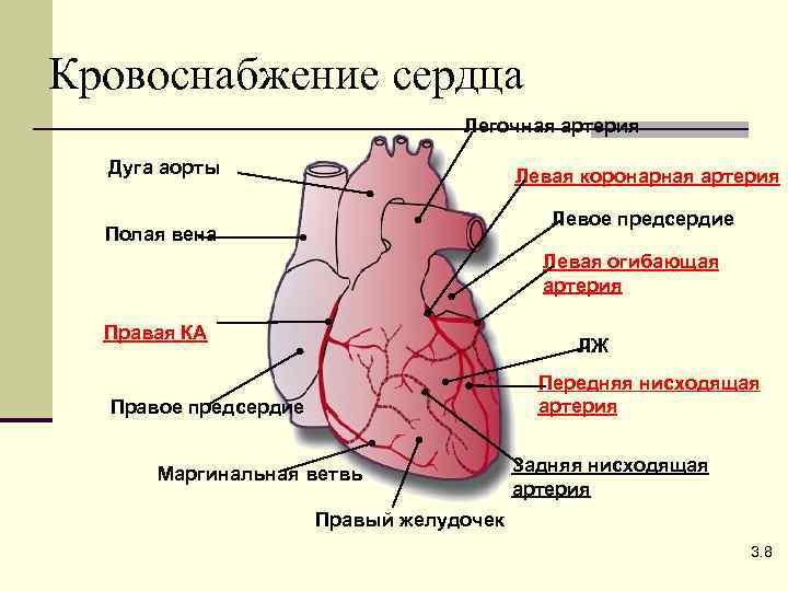 Сердце определение