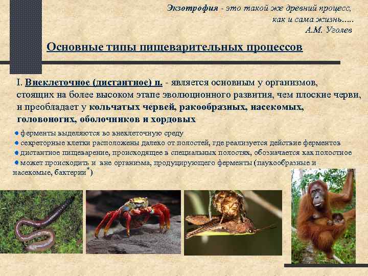 Экзотрофия - это такой же древний процесс, как и сама жизнь…. . А. М.