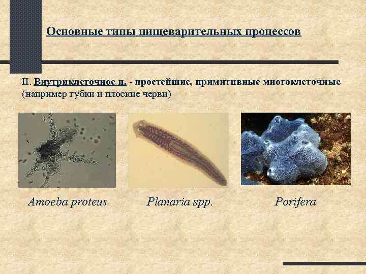 Основные типы пищеварительных процессов II. Внутриклеточное п. - простейшие, примитивные многоклеточные (например губки и