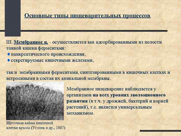 Основные типы пищеварительных процессов III. Мембранное п. - осуществляется как адсорбированными из полости тонкой