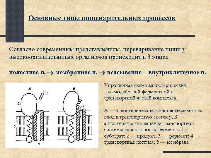 Основные типы пищеварительных процессов Согласно современным представлениям, переваривание пищи у высокоорганизованных организмов происходит в