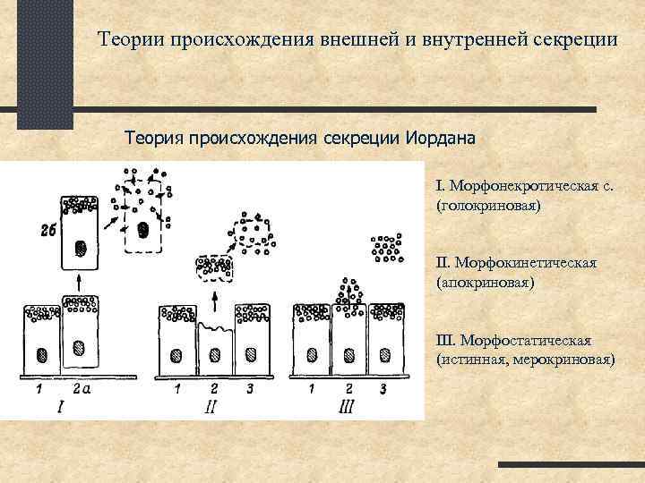 Каким путем происходит. Типы секреции физиология. Морфонекротический Тип секреции. Апокриновый Тип секреции. Мерокриновая секреция нормальная физиология.