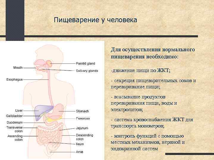 Участвует в переваривании. Пищеварение в организме человека. Пищеварительный процесс. Схема прохождения пищи в организме человека. Процесс переваривания пищи.