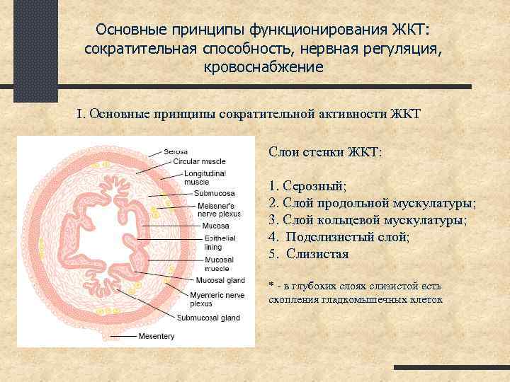 Основные принципы функционирования ЖКТ: сократительная способность, нервная регуляция, кровоснабжение I. Основные принципы сократительной активности