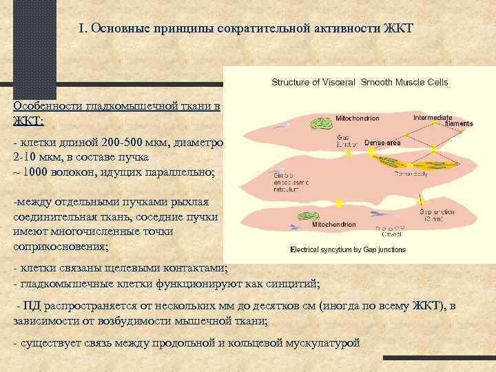 I. Основные принципы сократительной активности ЖКТ Особенности гладкомышечной ткани в ЖКТ: - клетки длиной