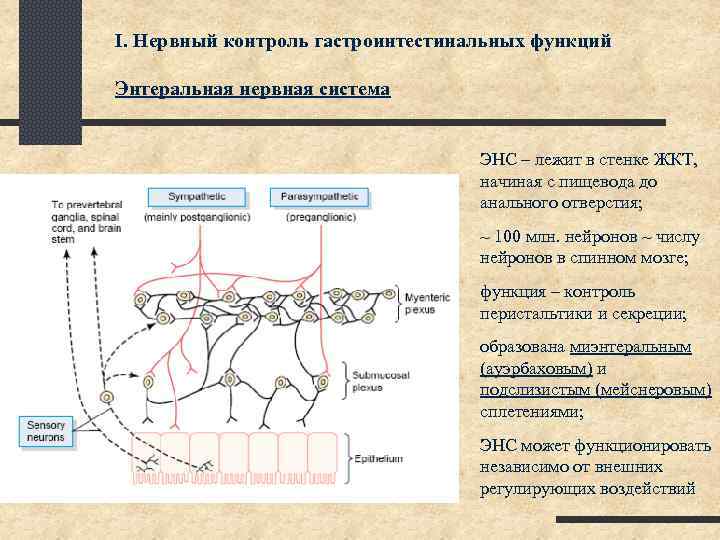 Энтеральная нервная система. Энтеральная нервная система кишечника.