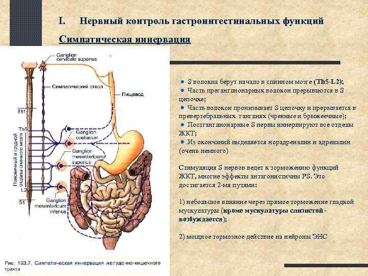 I. Нервный контроль гастроинтестинальных функций Симпатическая иннервация S волокна берут начало в спинном мозге