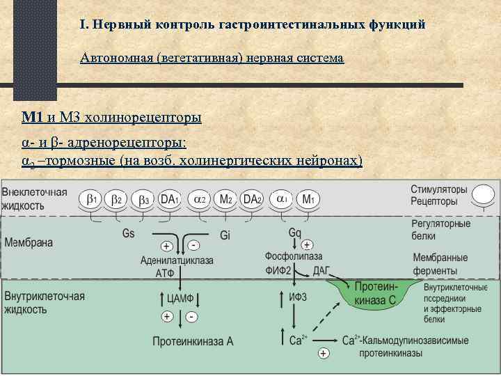 I. Нервный контроль гастроинтестинальных функций Автономная (вегетативная) нервная система M 1 и М 3