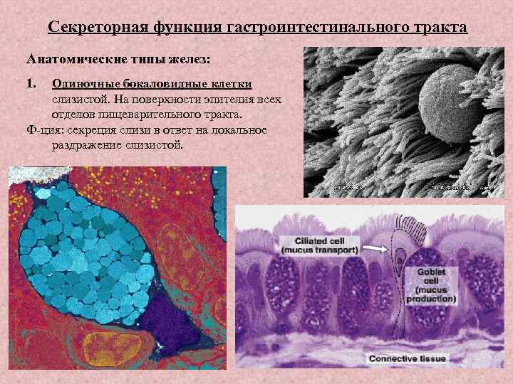 Секреторная функция гастроинтестинального тракта Анатомические типы желез: 1. Одиночные бокаловидные клетки слизистой. На поверхности