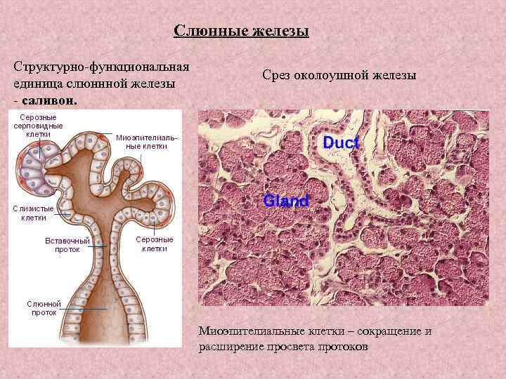 Общий план строения желез