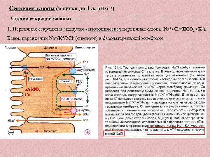 Секреция это