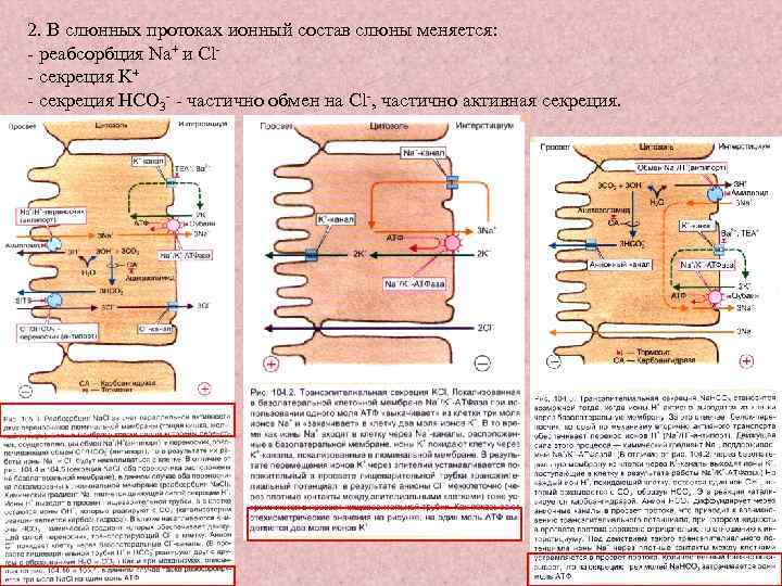 2. В слюнных протоках ионный состав слюны меняется: - реабсорбция Na+ и Cl- секреция