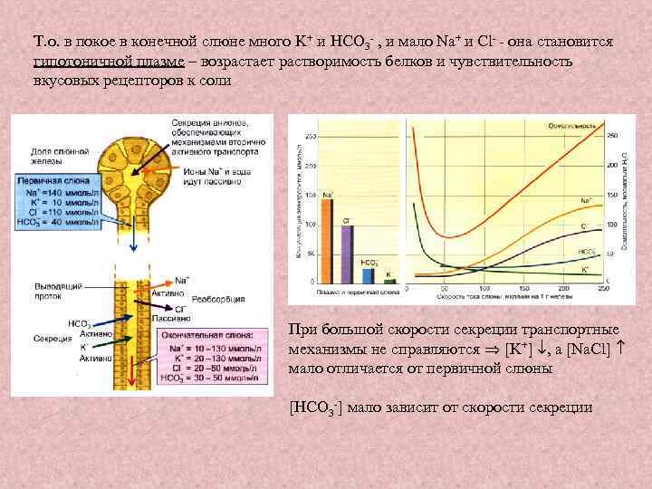 Т. о. в покое в конечной слюне много K+ и HCO 3 - ,
