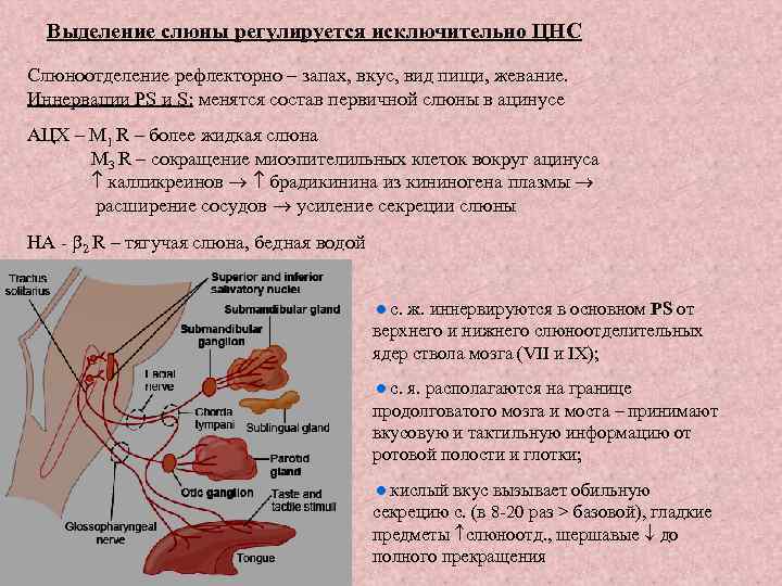 Выделение слюны при виде изображения вкусной пищи это