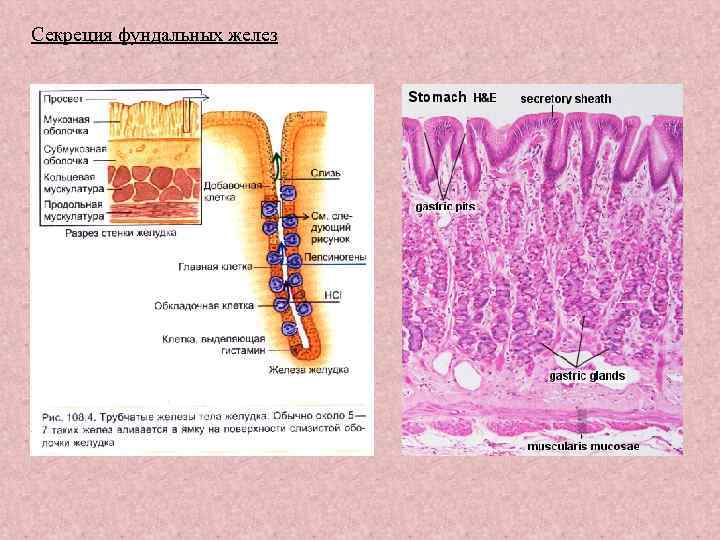 Секреция фундальных желез 