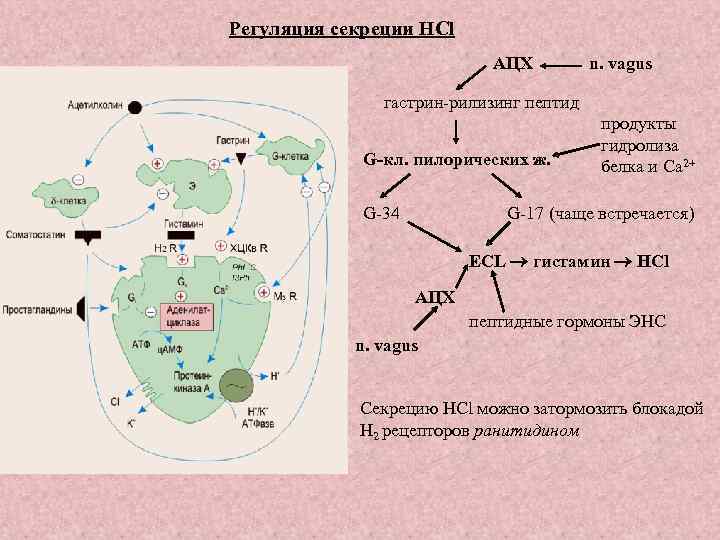 Регуляция секреции HCl АЦХ n. vagus гастрин-рилизинг пептид G-кл. пилорических ж. G-34 продукты гидролиза