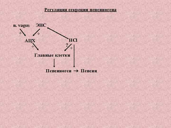 Регуляция секреции пепсиногена n. vagus ЭНС + + АЦХ + ? HCl + Главные