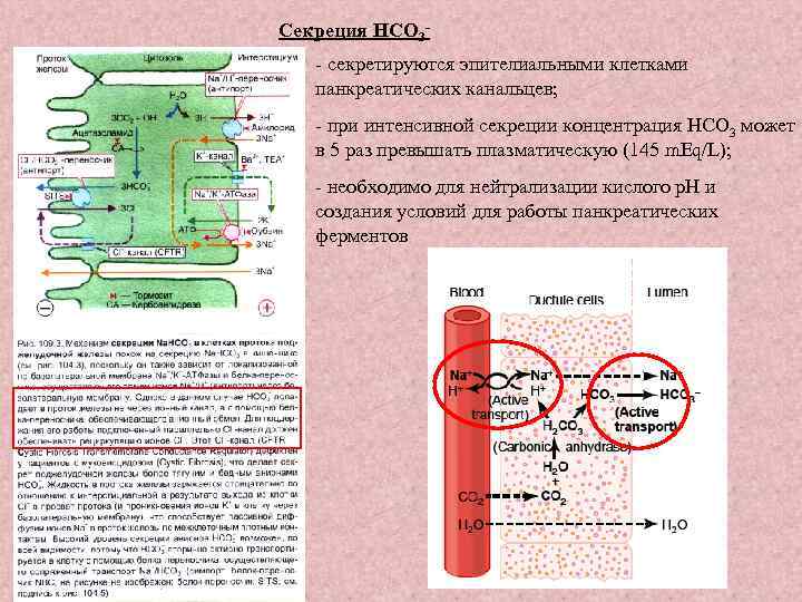 Секреция HCO 3 - - секретируются эпителиальными клетками панкреатических канальцев; - при интенсивной секреции